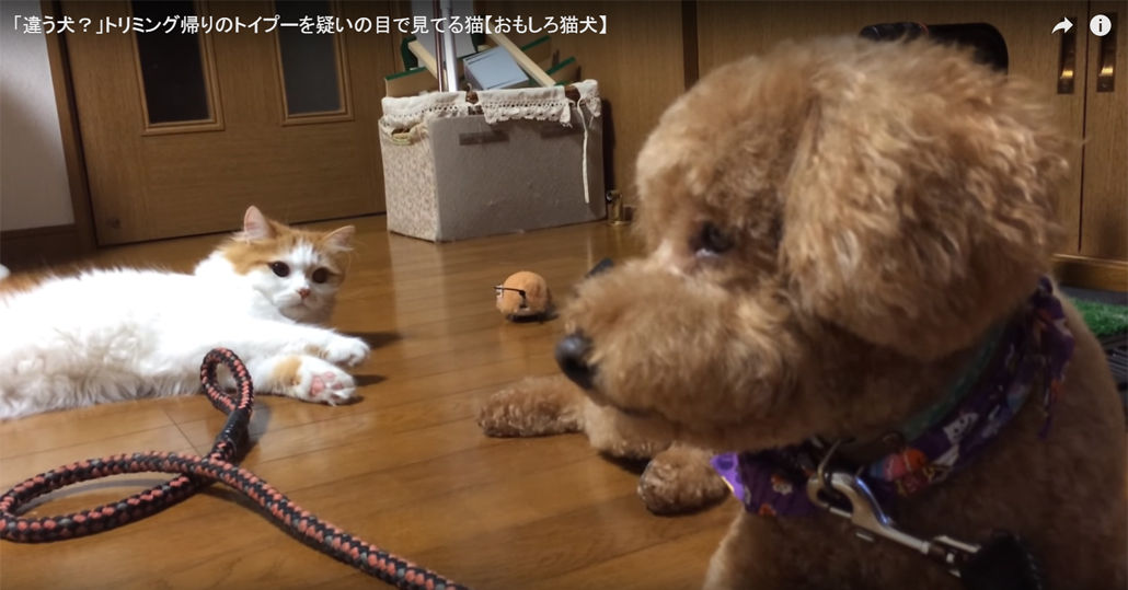 動画 あなたは誰 トリミング帰りのトイプードルをみつめる猫 もふもふちゃんねる