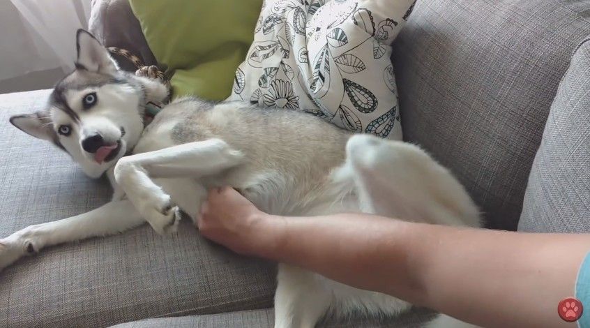 犬 お手てはこーこ 甘えん坊ハスキーのなでなで催促動画がかわいい もふもふちゃんねる