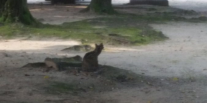 野良猫に口笛吹きながら近づいた結果 周りから見たらアホみたいになってた もふもふちゃんねる