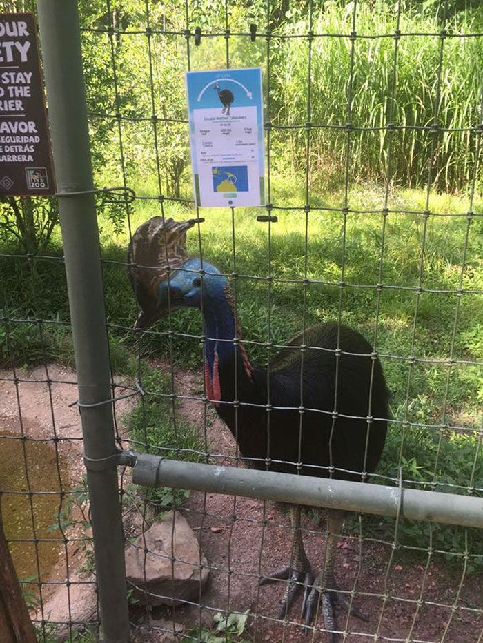 米バーミンガム動物園の飼育員さんが考えた ポケモンgo風 の動物紹介パネルのクオリティが高いと話題に もふもふちゃんねる 米バーミンガム動物園の飼育員さんが考えた ポケモンgo風 の動物紹介パネルのクオリティが高いと話題に もふもふちゃんねる