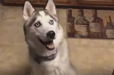 犬 おやつキター とっても良い笑顔でおやつを待つハスキーに思わぬ悲劇が もふもふちゃんねる