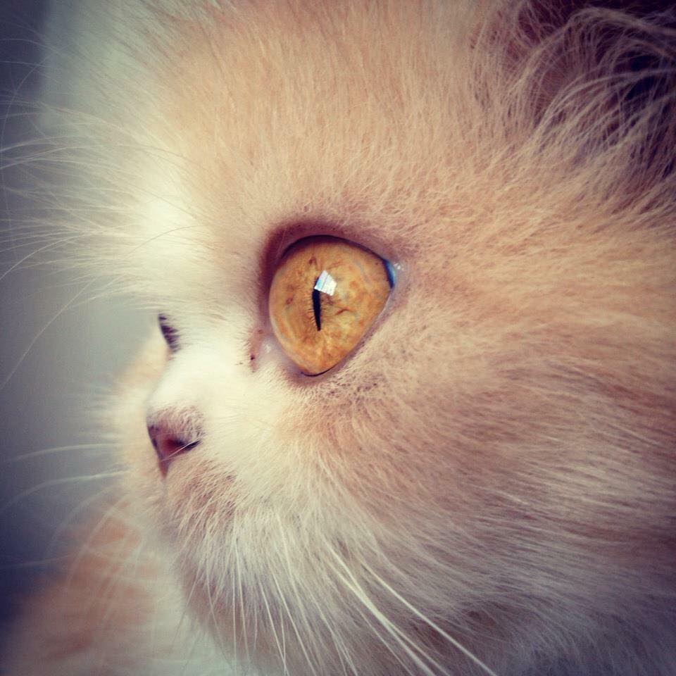 海外で話題となった猫 世界で最も美しいと言われた有名な 美猫 11選 もふもふちゃんねる 海外で話題となった猫 世界で最も美しいと言われた有名な 美猫 11選 もふもふちゃんねる