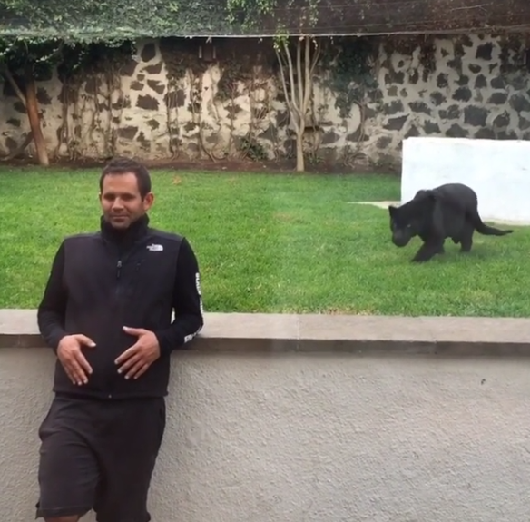 背後から獲物を狩る目で忍び寄る猫科の動物達 それに気がつかない人の運命は もふもふちゃんねる