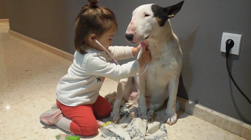 女の子のお医者さんごっこに付き合うブルテリアが可愛すぎる もふもふちゃんねる