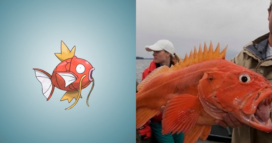 ポケモンは実在した ゚d゚ ポケモン のモデルになった生き物たち14選 もふもふちゃんねる ポケモンは実在した ゚d゚ ポケモン のモデルになった生き物たち14選 もふもふちゃんねる