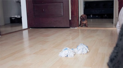 犬 今のセーフだよね 飼い主さんと だるまさんがころんだ をして遊ぶダックスが可愛すぎる 艸 もふもふちゃんねる 犬 今のセーフだよね 飼い主さんと だるまさんがころんだ をして遊ぶダックスが可愛すぎる 艸 もふもふちゃんねる