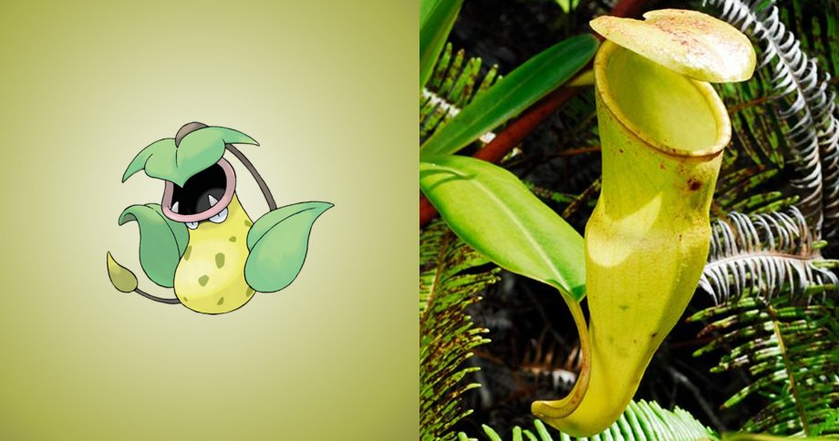 ポケモンは実在した ﾟdﾟ ポケモン のモデルになった生き物たち14選 もふもふちゃんねる