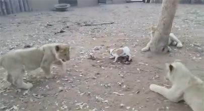 ライオンvs子犬 3頭の子ライオンに囲まれたワンコ 絶対絶命のピンチに もふもふちゃんねる