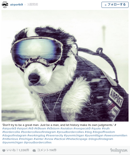 空港の安全を守る ゴーグル犬 もふもふちゃんねる