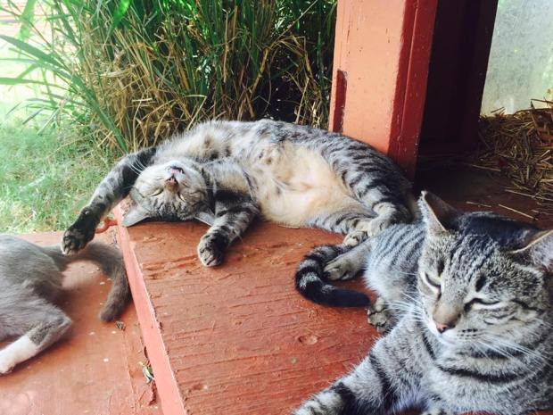 どこを見ても猫だらけ ハワイ ラナイ島に500匹もの猫が暮らす 猫の楽園 があった もふもふちゃんねる