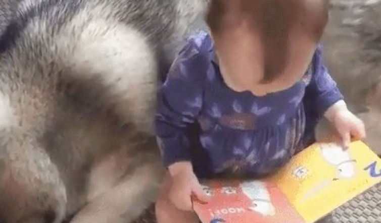 ねぇねぇ 起きて 絵本を読んで あること に気づいた赤ちゃん ハスキー犬に可愛らしい報告をする もふもふちゃんねる