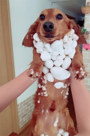 雪の中を夢中で駆け回るワンコが素敵なお土産を持ってやってきた 今年の雪ブドウの出来は豊作の様です もふもふちゃんねる 雪の中を夢中で駆け回るワンコが素敵なお土産を持ってやってきた 今年の雪ブドウの出来は豊作の様です もふもふちゃんねる