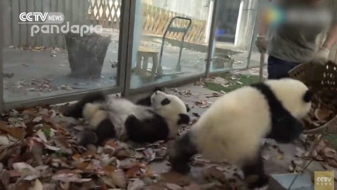 いたずらパンダvs掃除したい飼育員さん のほっこり癒され動画がかわいい もふもふちゃんねる