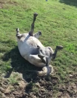 死んだふりをする馬現る もふもふちゃんねる 死んだふりをする馬現る もふもふちゃんねる