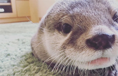 ぜいたくカワウソ 壁紙 Pc 最高の花の画像