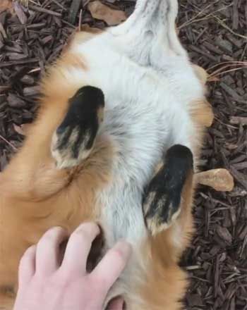 動物は皆お腹を撫でられるのが好きらしい もふもふなキツネのお腹をわしゃわしゃ撫でてみた もふもふちゃんねる