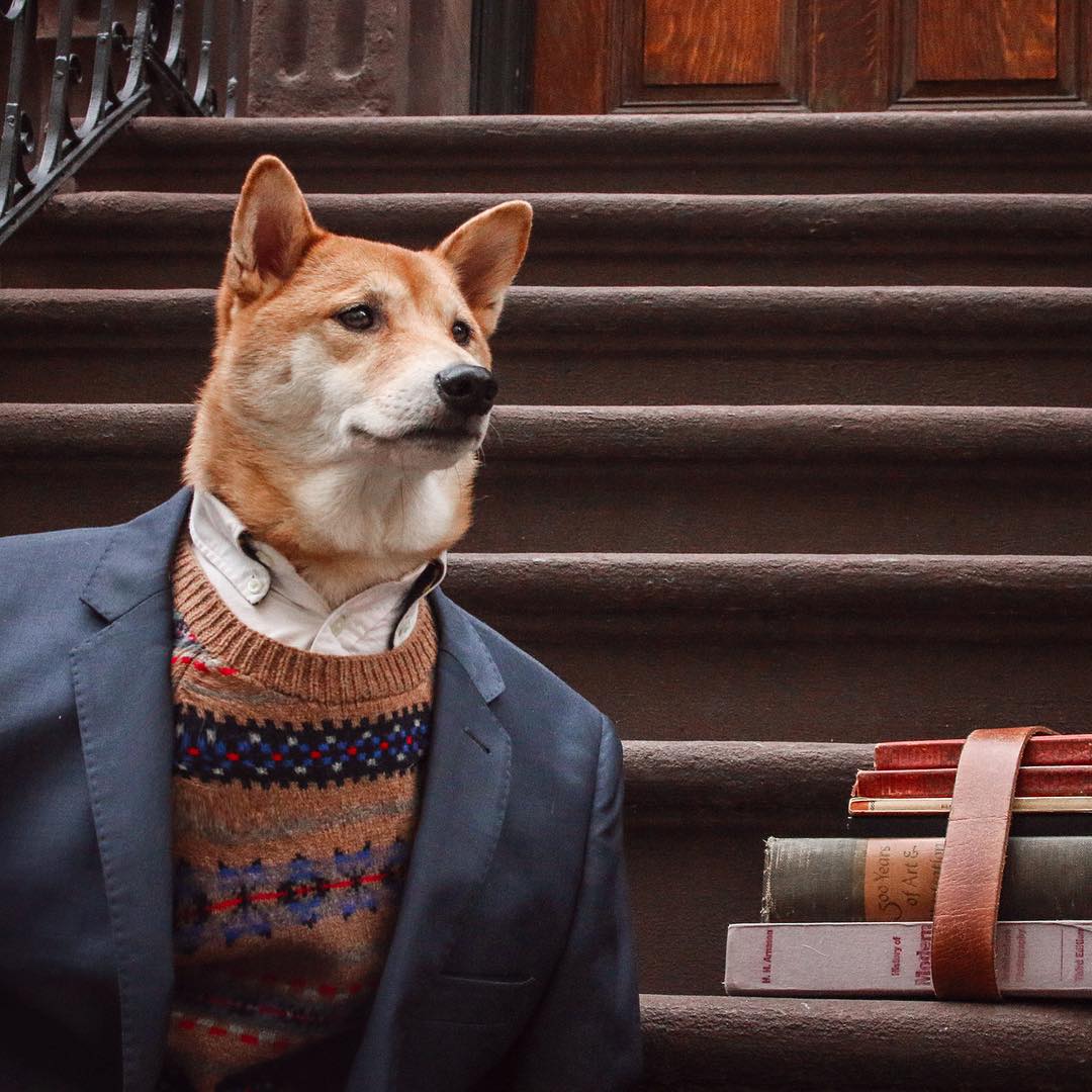 柴犬モデル 世界で注目される柴犬から世界で活躍する柴犬モデルへ とってもイケメンすぎる柴ワンコが話題沸騰 もふもふちゃんねる 柴犬モデル 世界で注目される柴犬から世界で活躍する柴犬モデルへ とってもイケメンすぎる柴ワンコが話題沸騰 もふもふちゃんねる