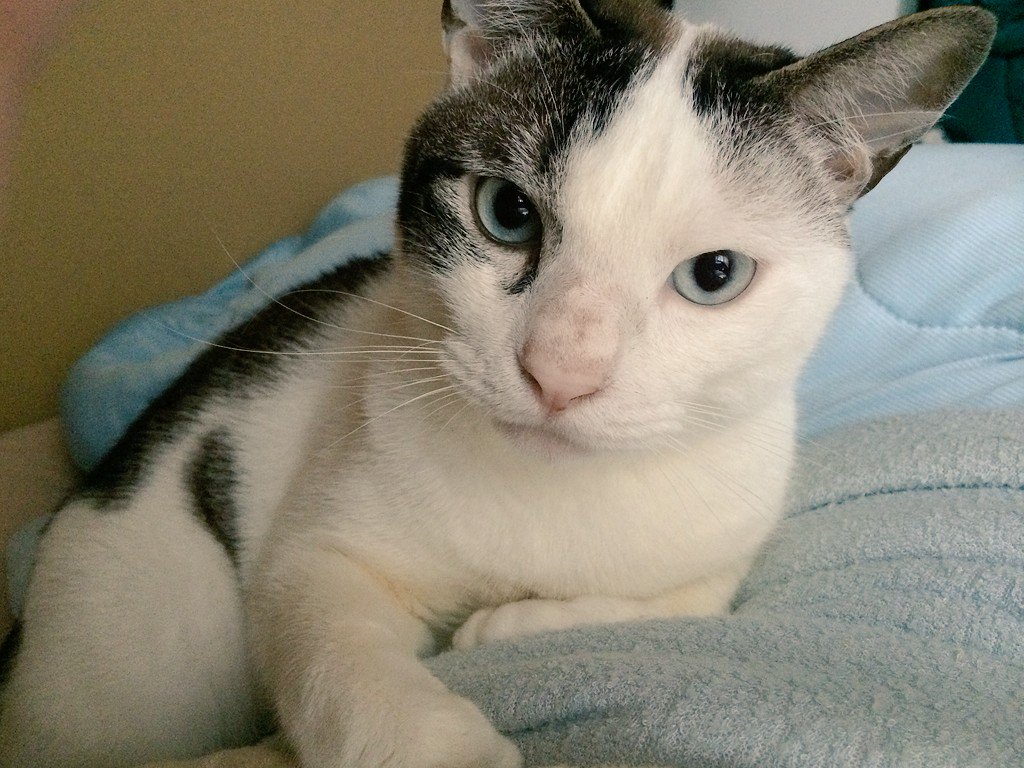 これは美味しそう 猫ちゃんのお昼寝している姿がサバ寿司にそっくり もふもふちゃんねる これは美味しそう 猫ちゃんのお昼寝している姿がサバ寿司にそっくり もふもふちゃんねる