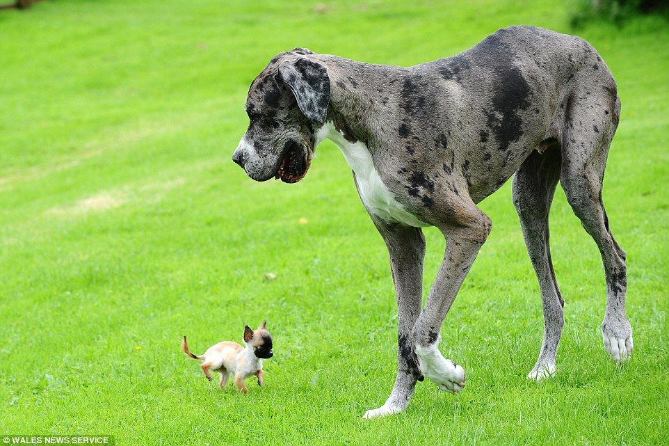 体格差に驚き 世界一背の高い犬 グレート デーン と イギリスで最も小さい犬 チワワ がご対面 もふもふちゃんねる