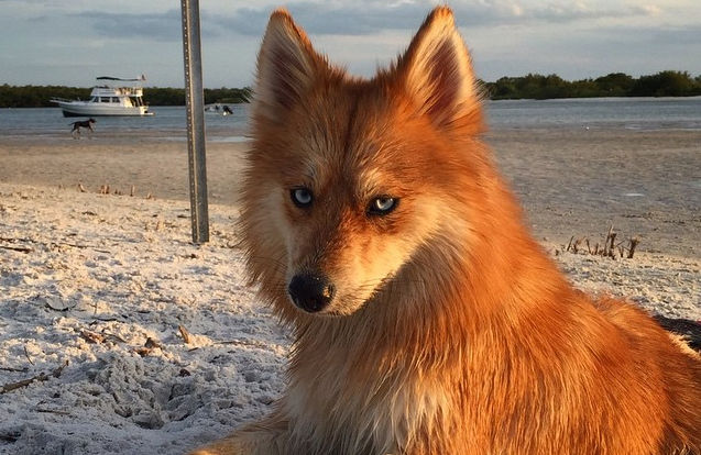 ポメラニアン ハスキー キツネみたいなミックス犬 ポンスキー がかっこいいと海外で話題に もふもふちゃんねる