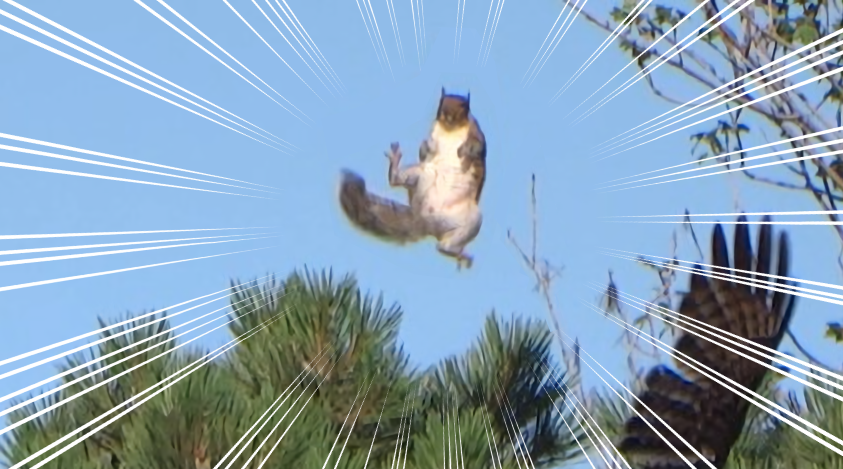 映画のワンシーンみたい 鷹に狙われたリスの神回避動画がかっこよすぎる もふもふちゃんねる 映画のワンシーンみたい 鷹に狙われたリスの神回避動画がかっこよすぎる もふもふちゃんねる