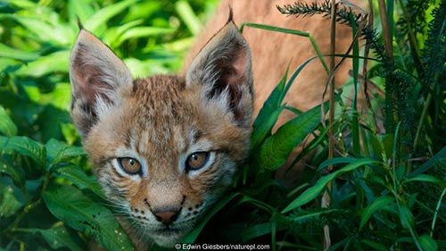 猫クイズ あなたは 野生のネコ と ペットのネコ を見分けられるかな もふもふちゃんねる 猫クイズ あなたは 野生のネコ と ペットのネコ を見分けられるかな もふもふちゃんねる