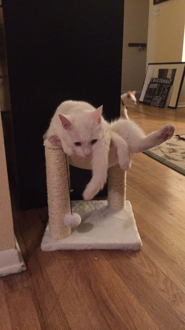 こんなの詐欺だニャ W 通販でキャットタワーを買った結果 思っていたのと違う商品に悪戦苦闘する猫の姿がジワる もふもふちゃんねる