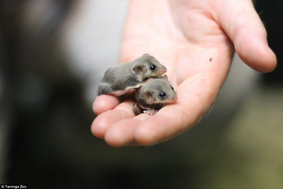 ちっさかわいい サイズは米粒半分 チビフクロモモンガ の赤ちゃんがタロンガ動物園で産まれる もふもふちゃんねる