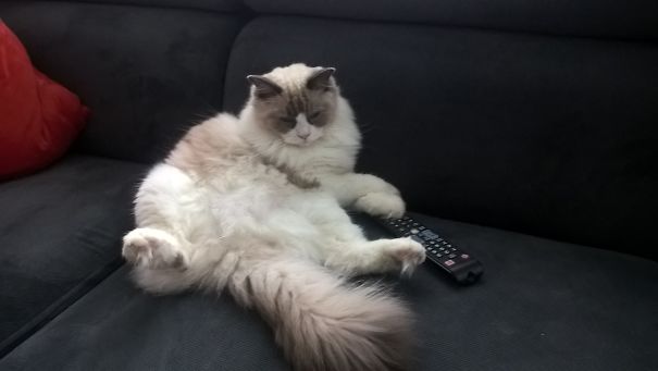 眠れる森の美女 ふわふわもふもふ猫ちゃんのラグドール猫ちゃんが話題に もふもふちゃんねる
