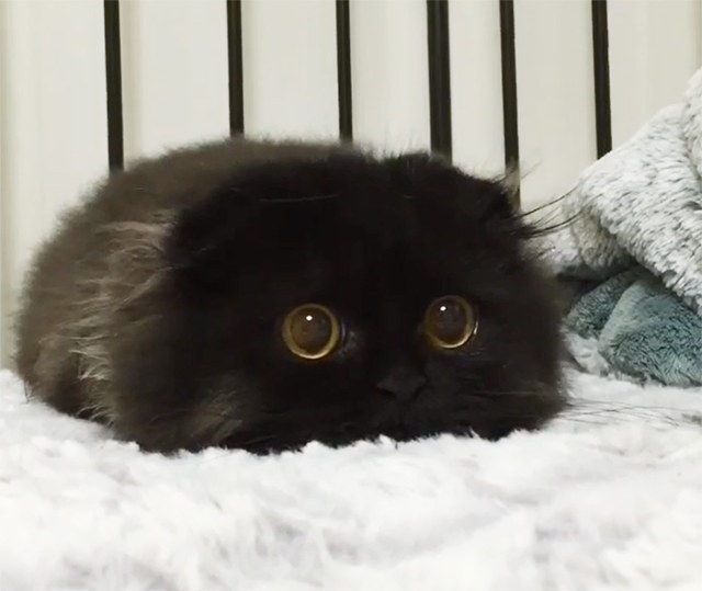リアルまっくろくろすけな猫が発見される もふもふちゃんねる リアルまっくろくろすけな猫が発見される もふもふちゃんねる