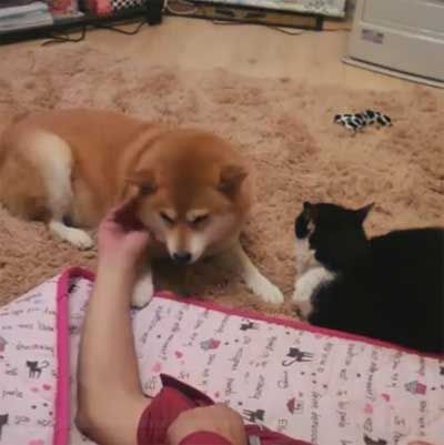 柴ワンコ もっとなでなでして欲しいワン 飼い主さんの愛を一身に受けたい柴犬が可愛い もふもふちゃんねる 柴ワンコ もっとなでなでして欲しいワン 飼い主さんの愛を一身に受けたい柴犬が可愛い もふもふちゃんねる