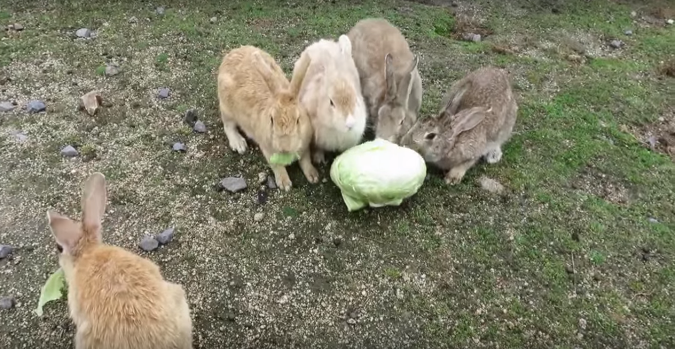 キャベツに夢中になる野うさぎ かわいいもふもふペット総合ブログ