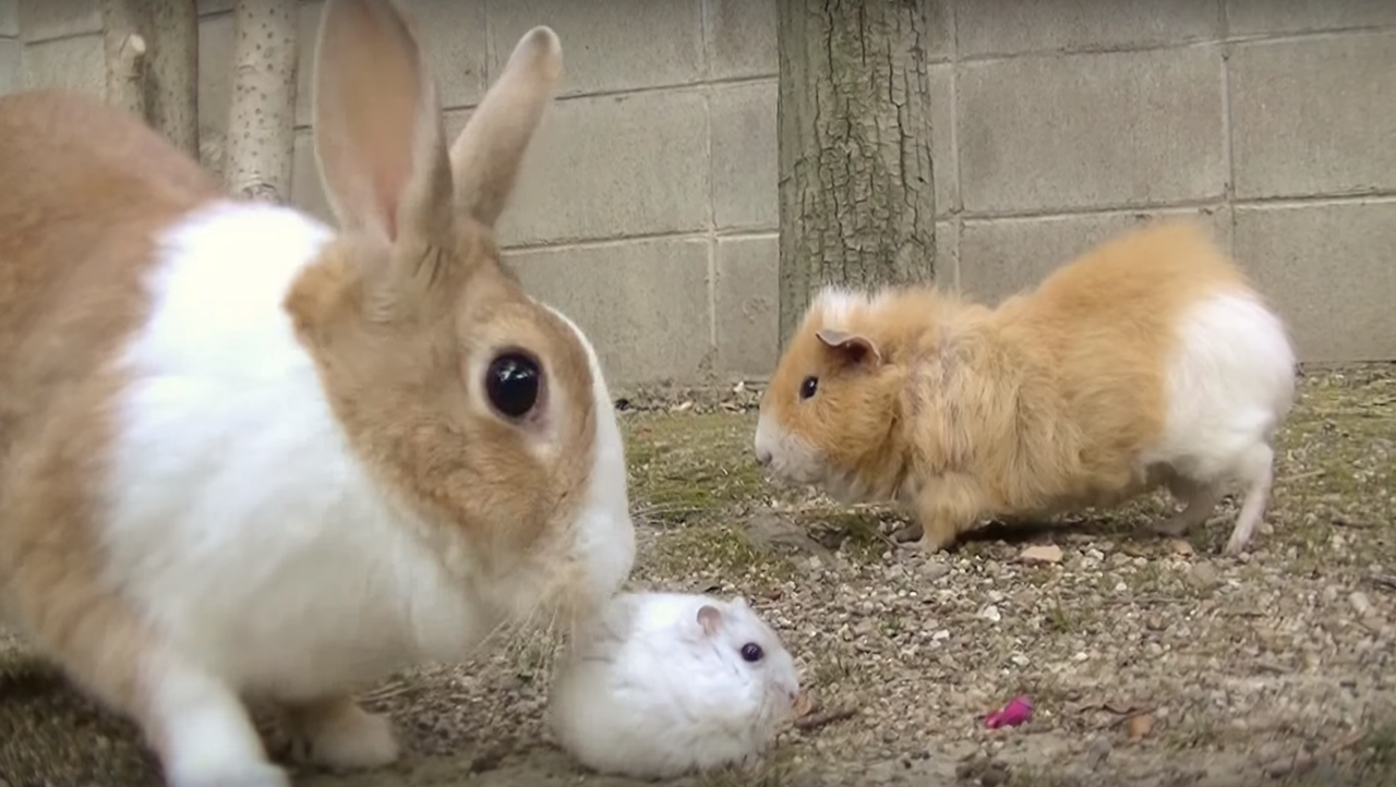 仲良く遊ぶうさぎとモルモット かわいいもふもふペット総合ブログ 仲良く遊ぶうさぎとモルモット かわいいもふもふペット総合ブログ