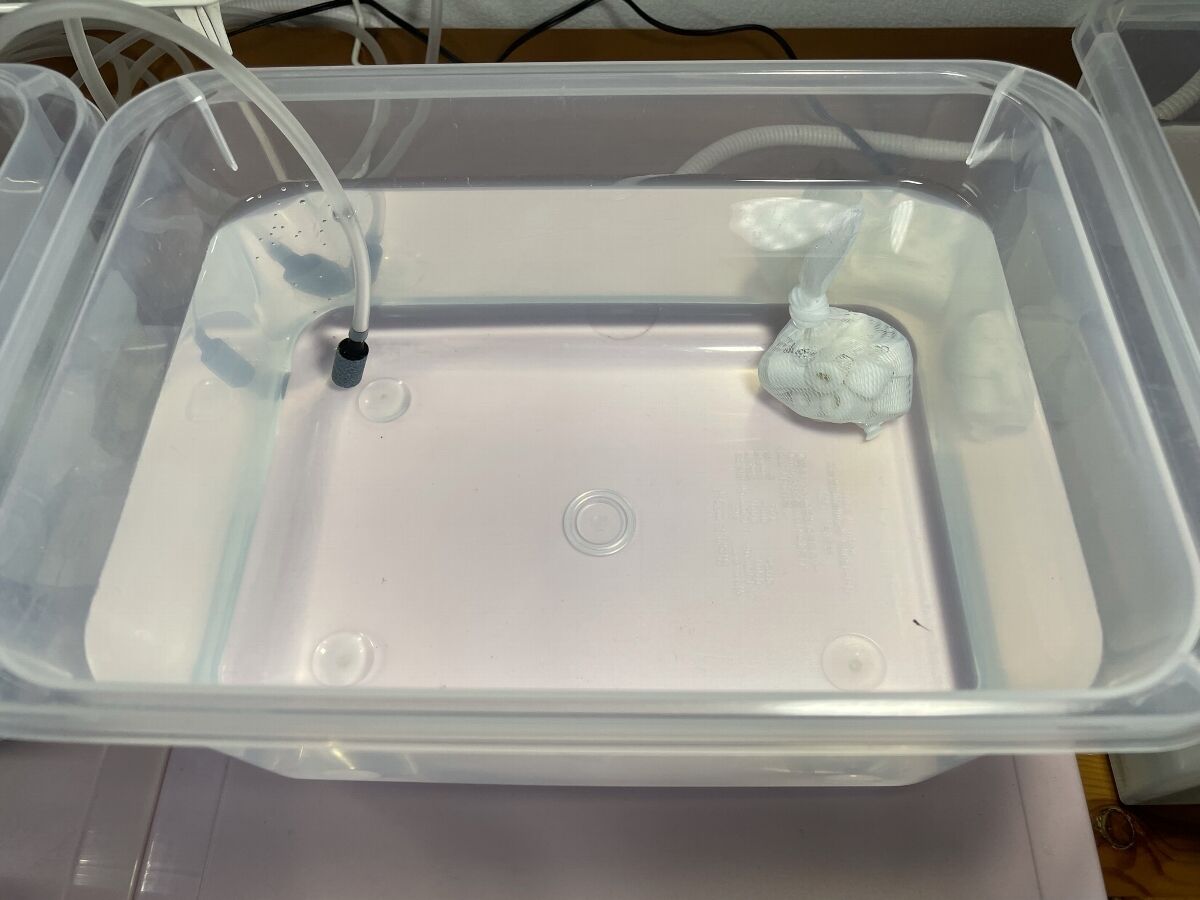 めだか オロチ孵化 もいくんのいろいろ日記