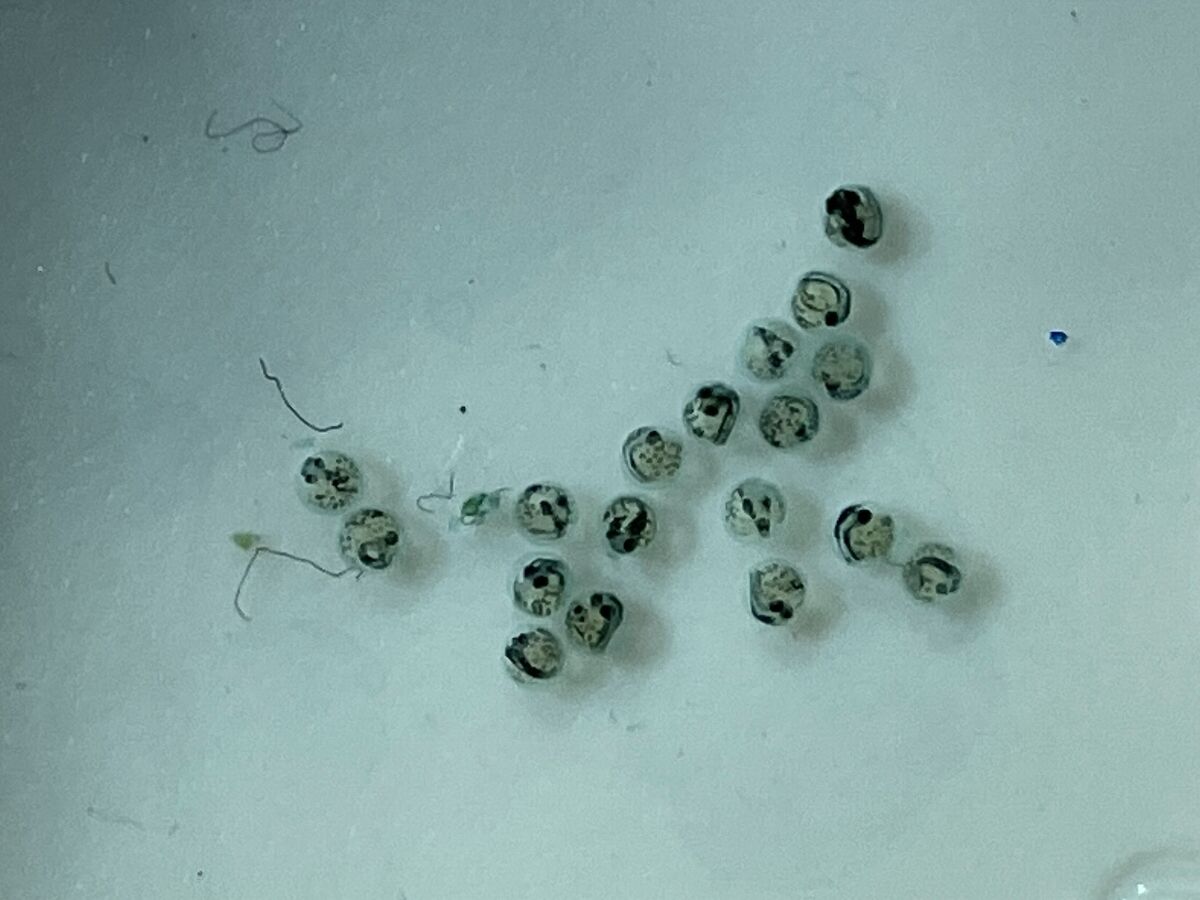 めだか オロチが続々と孵化 もいくんのいろいろ日記