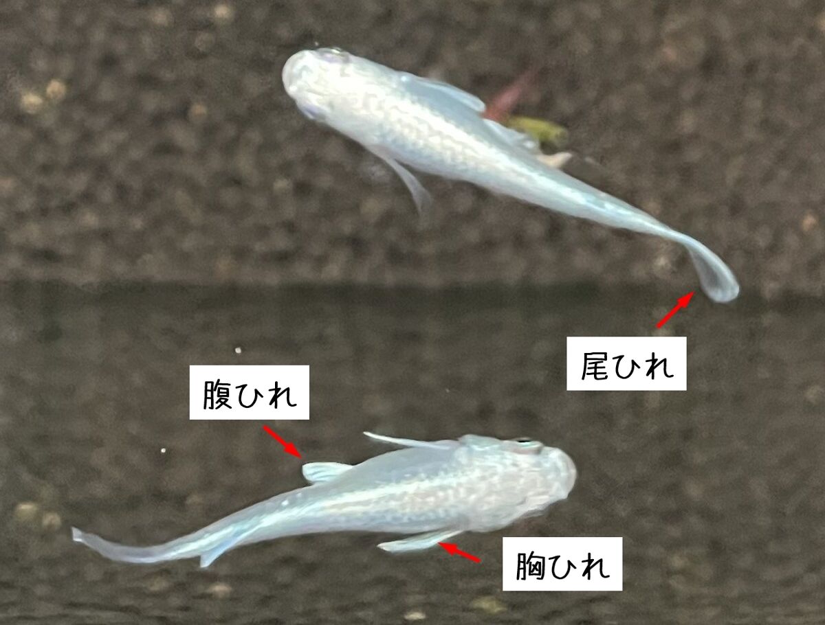 メダカ/極龍(サンセット) 普通体型 6匹 3ペア/めだか 生体 成魚/秋めだか