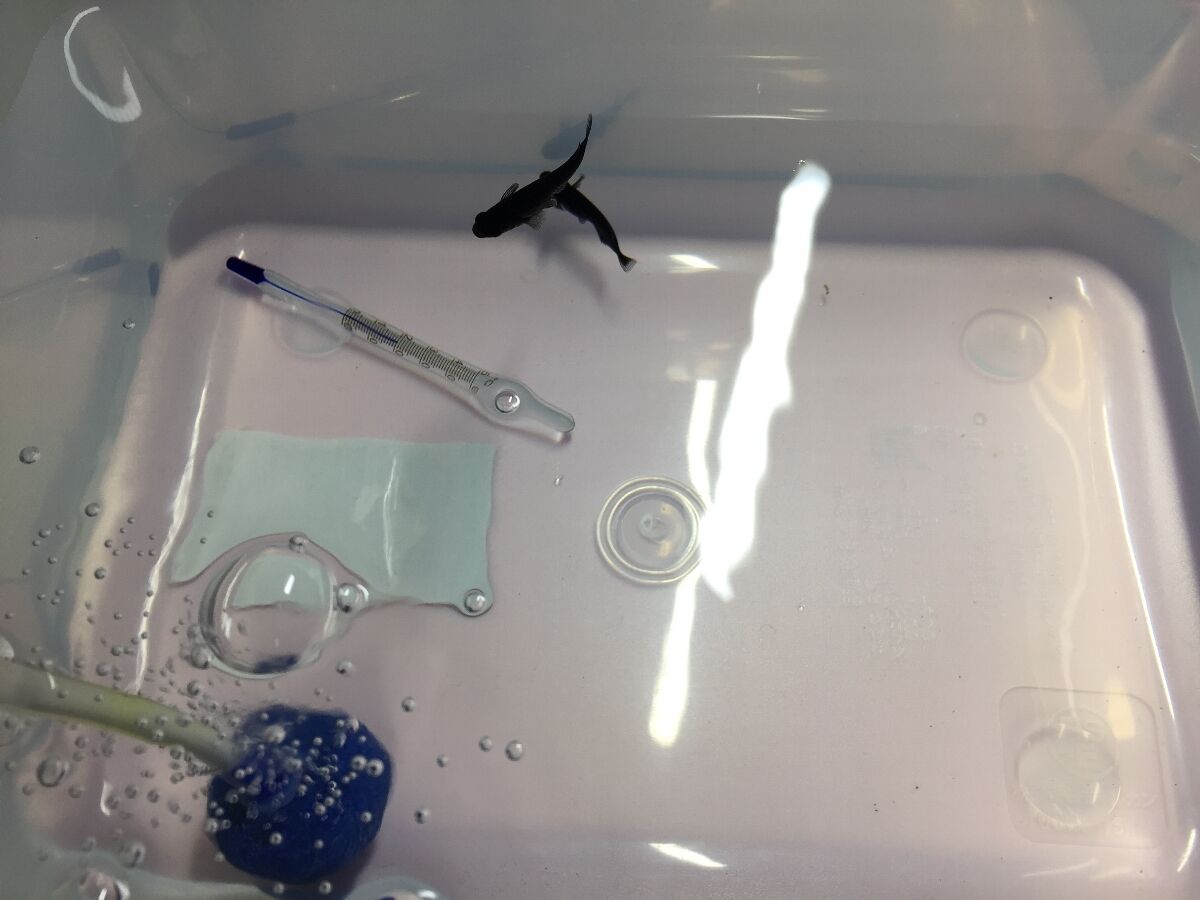 めだか オロチの産卵セット もいくんのいろいろ日記