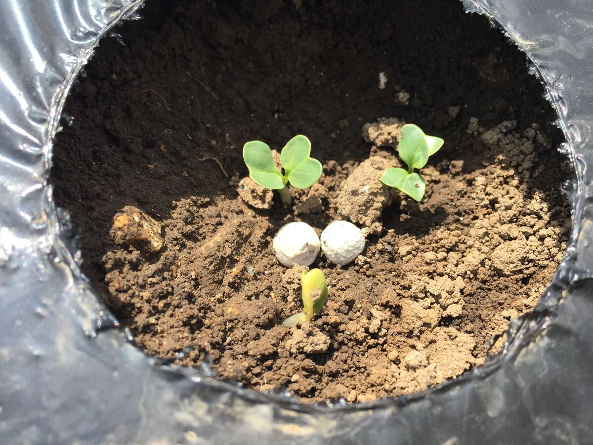 ガーデニング 大根とじゃがいも発芽 もいくんのいろいろ日記 ガーデニング 大根とじゃがいも発芽 もいくんのいろいろ日記