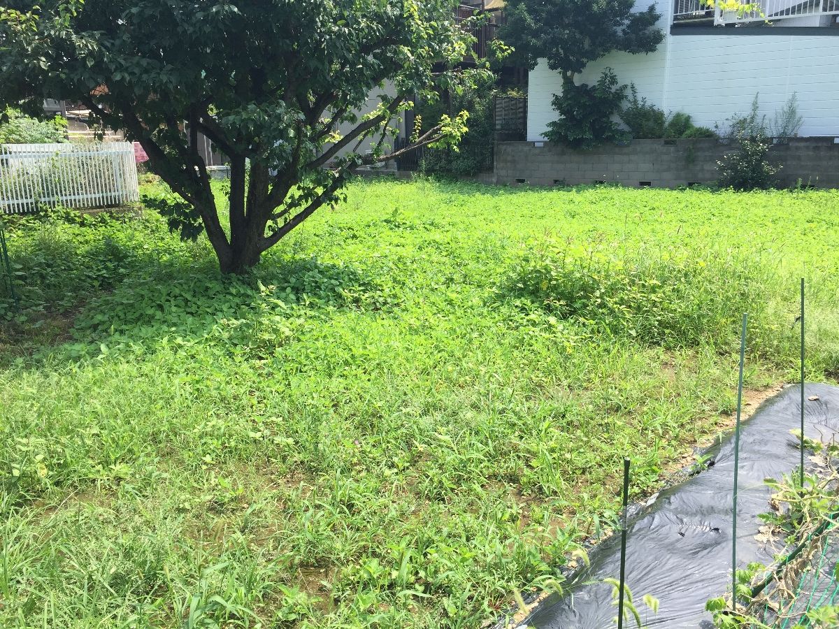 ガーデニング 菜園が雑草だらけ もいくんのいろいろ日記 ガーデニング 菜園が雑草だらけ もいくんのいろいろ日記