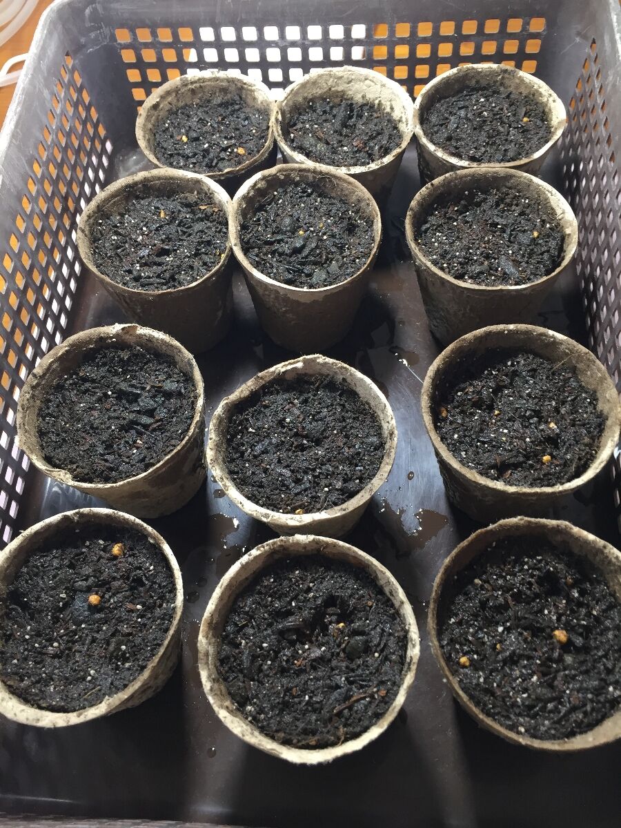 ガーデニング すいか種まき もいくんのいろいろ日記