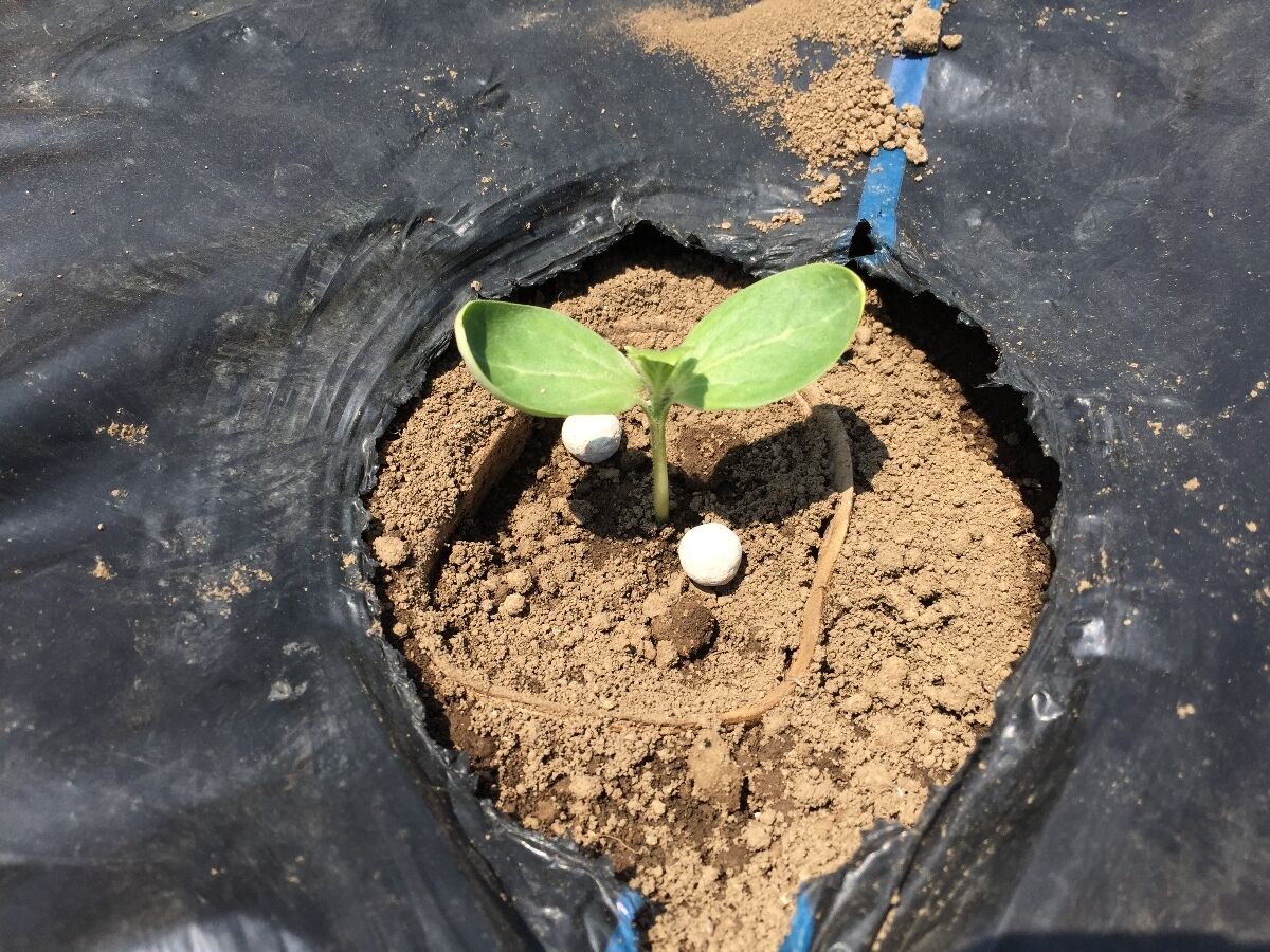 ガーデニング すいかとプリンスメロン もいくんのいろいろ日記