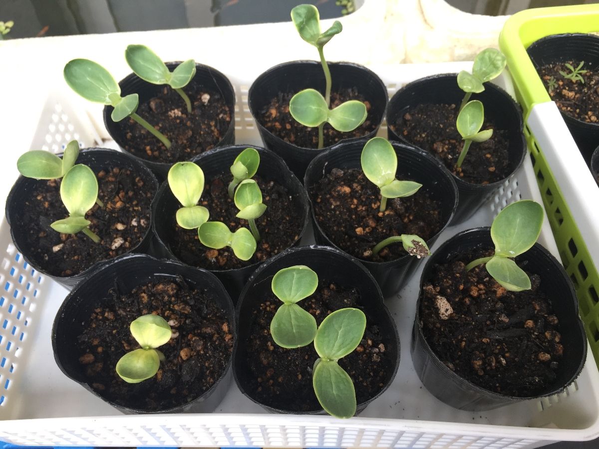 ガーデニング すいかとコキア もいくんのいろいろ日記