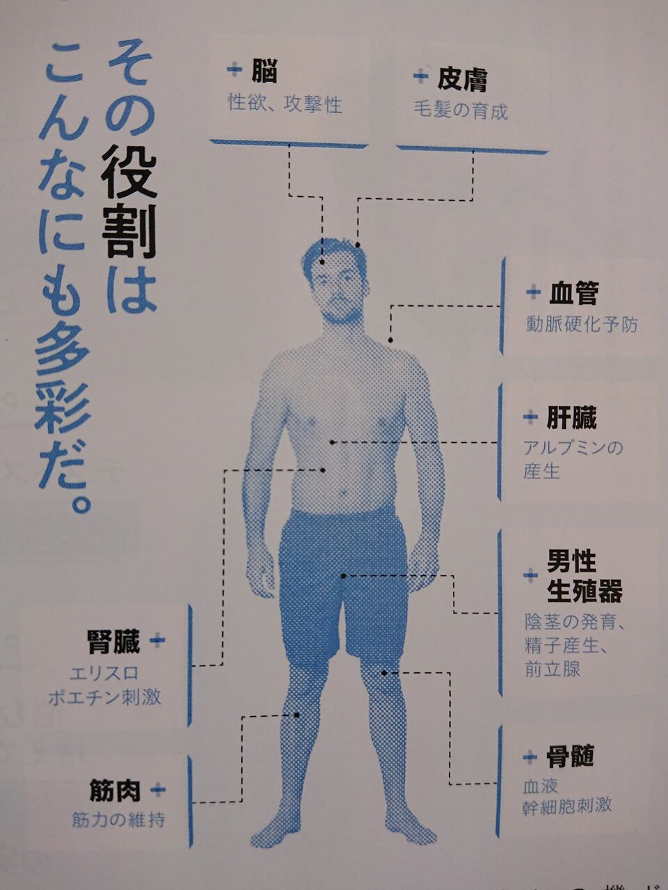 ホルモンの威力 男性ホルモン その1 カラダを知ろう ホルモンの威力 男性ホルモン その1 カラダを知ろう
