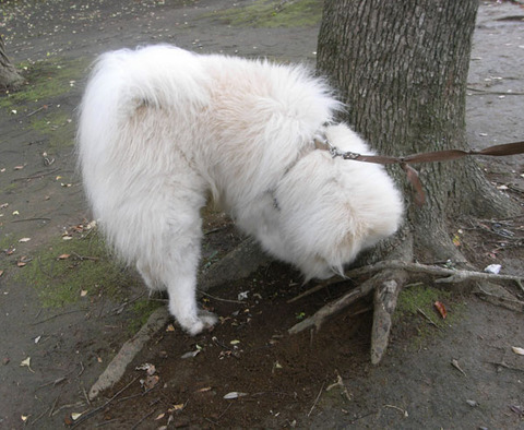 穴掘り開眼-1