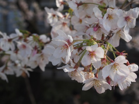 hanami_nikaryo_02