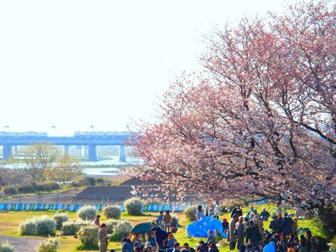 train_sakura_futakotamagawa