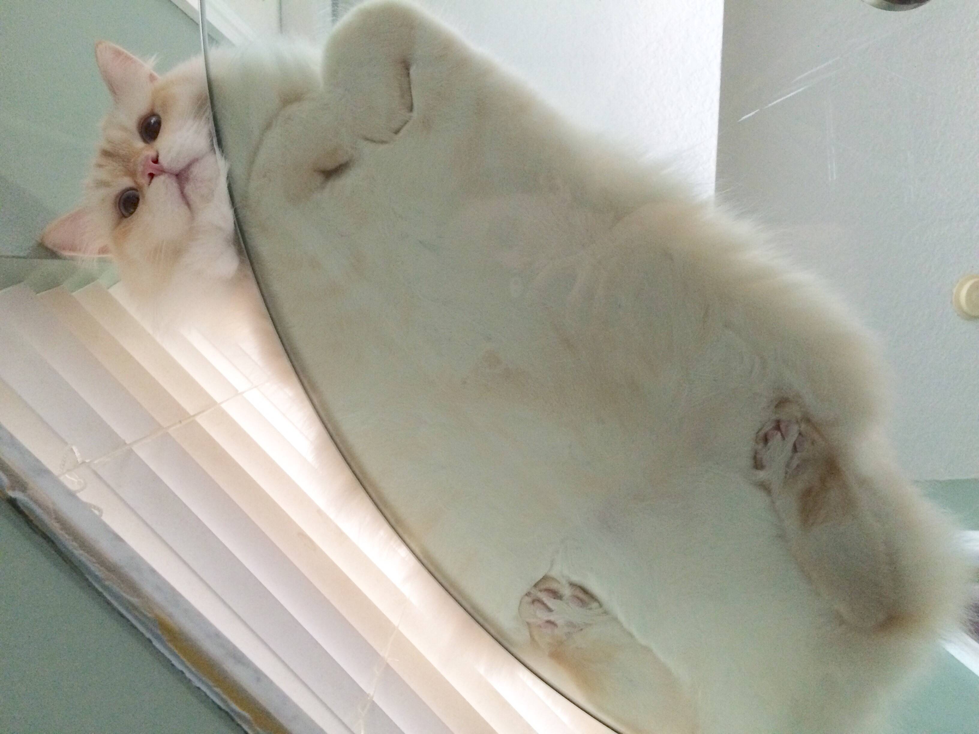 猫を下から見た画像www ほのぼの絵にっき 猫を下から見た画像www ほのぼの絵にっき