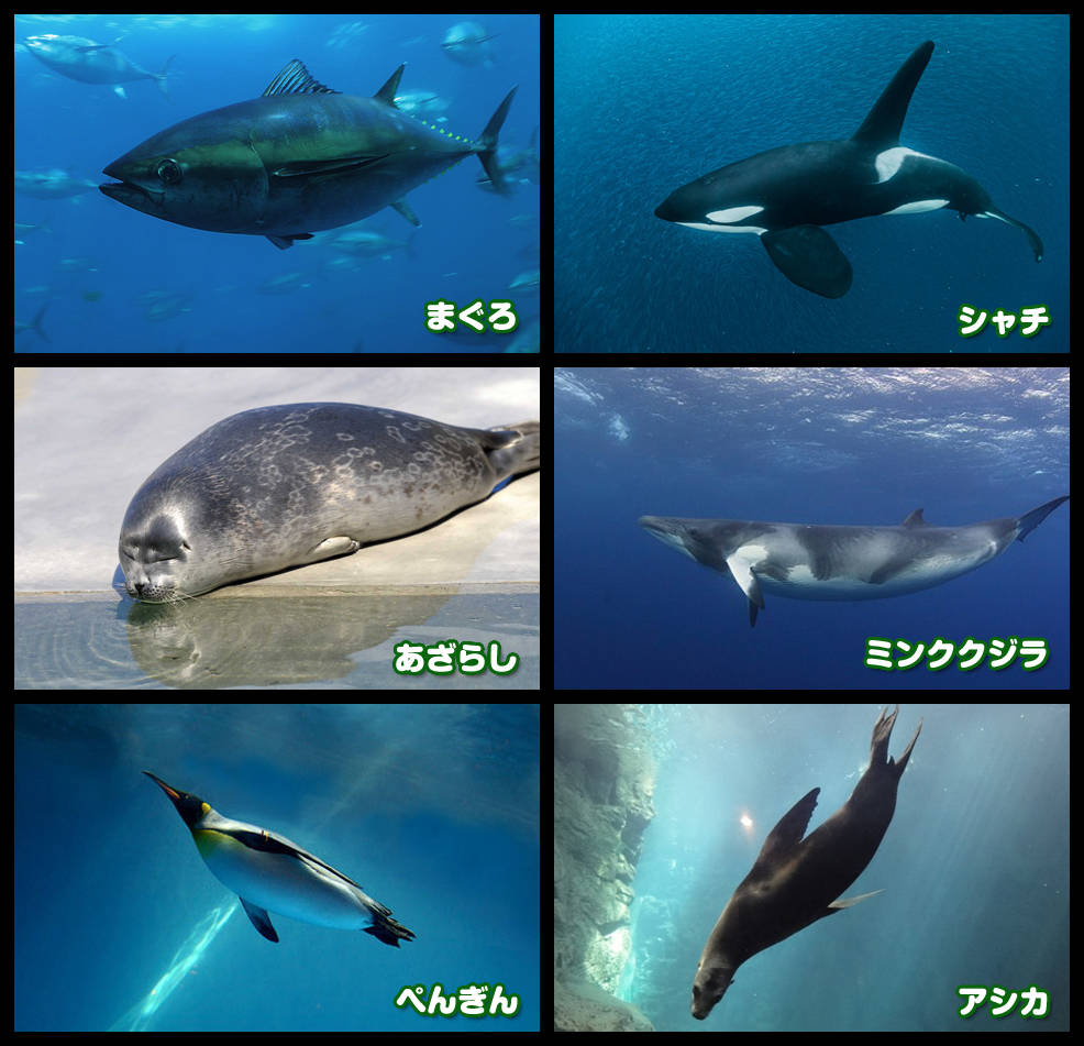 弟 兄ちゃん くじらも魚じゃないからね 工エエェェ D ェェエエ工工 ほのぼの絵にっき 弟 兄ちゃん くじらも魚じゃないからね 工エエェェ D ェェエエ工工 ほのぼの絵にっき