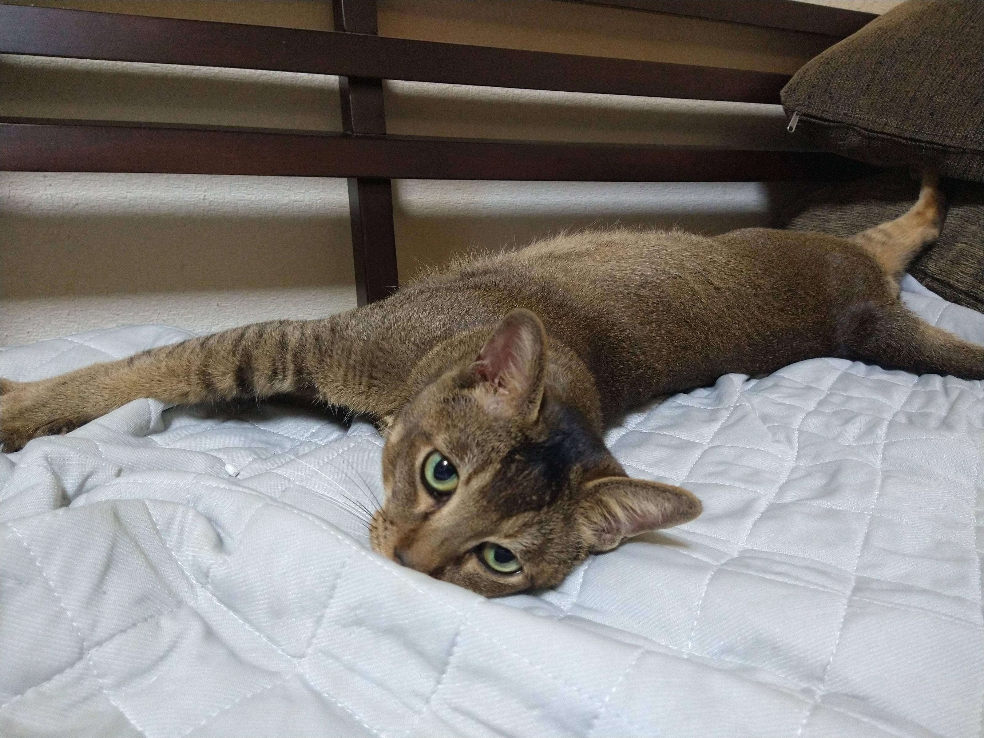 猫 もう寝るソン おやすミンチェ ワイ おやすみ ほのぼの絵にっき 猫 もう寝るソン おやすミンチェ ワイ おやすみ ほのぼの絵にっき