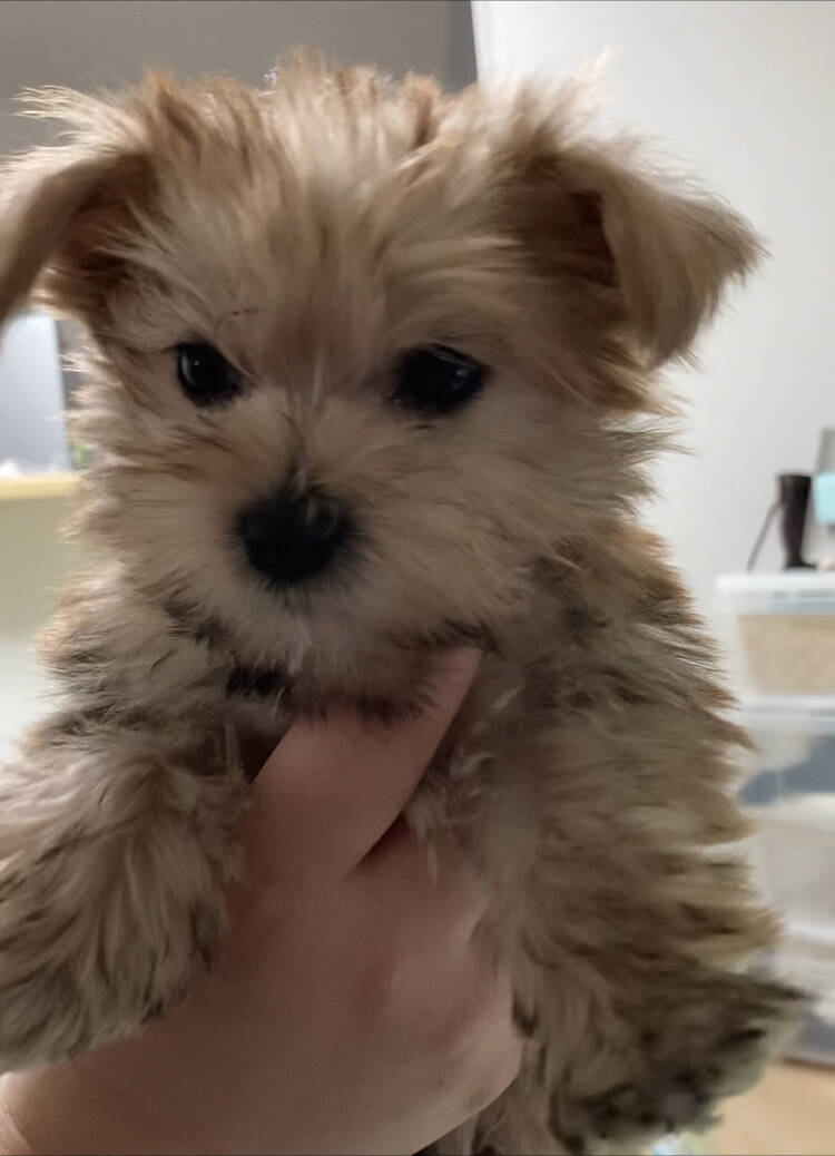 もふもふ 子イッヌお迎えしたンゴ ほのぼの絵にっき